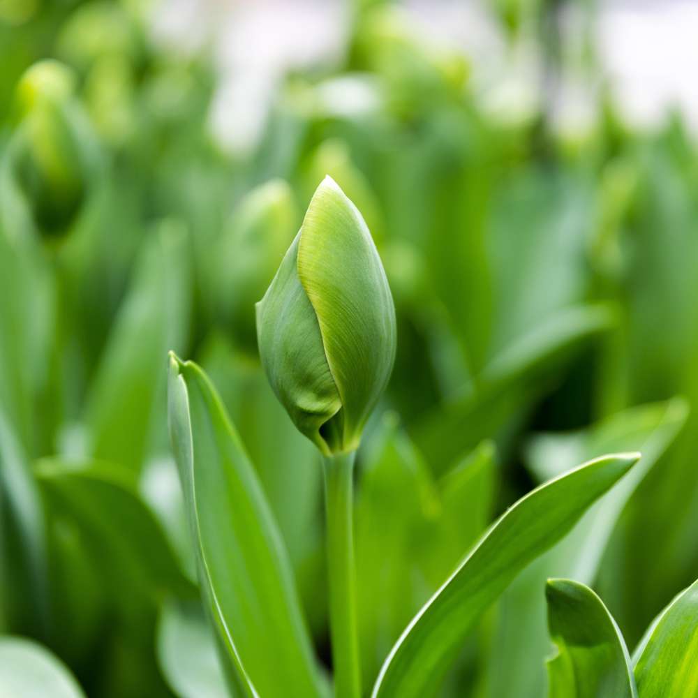 Tulpan 'Green Power'